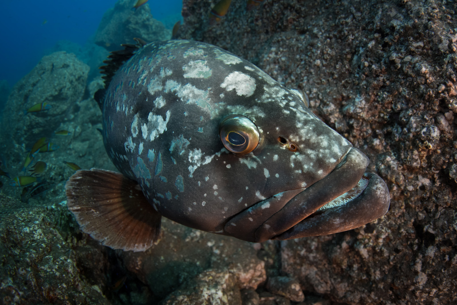 Monaco Explorations – Reconnecting Humanity with the Sea