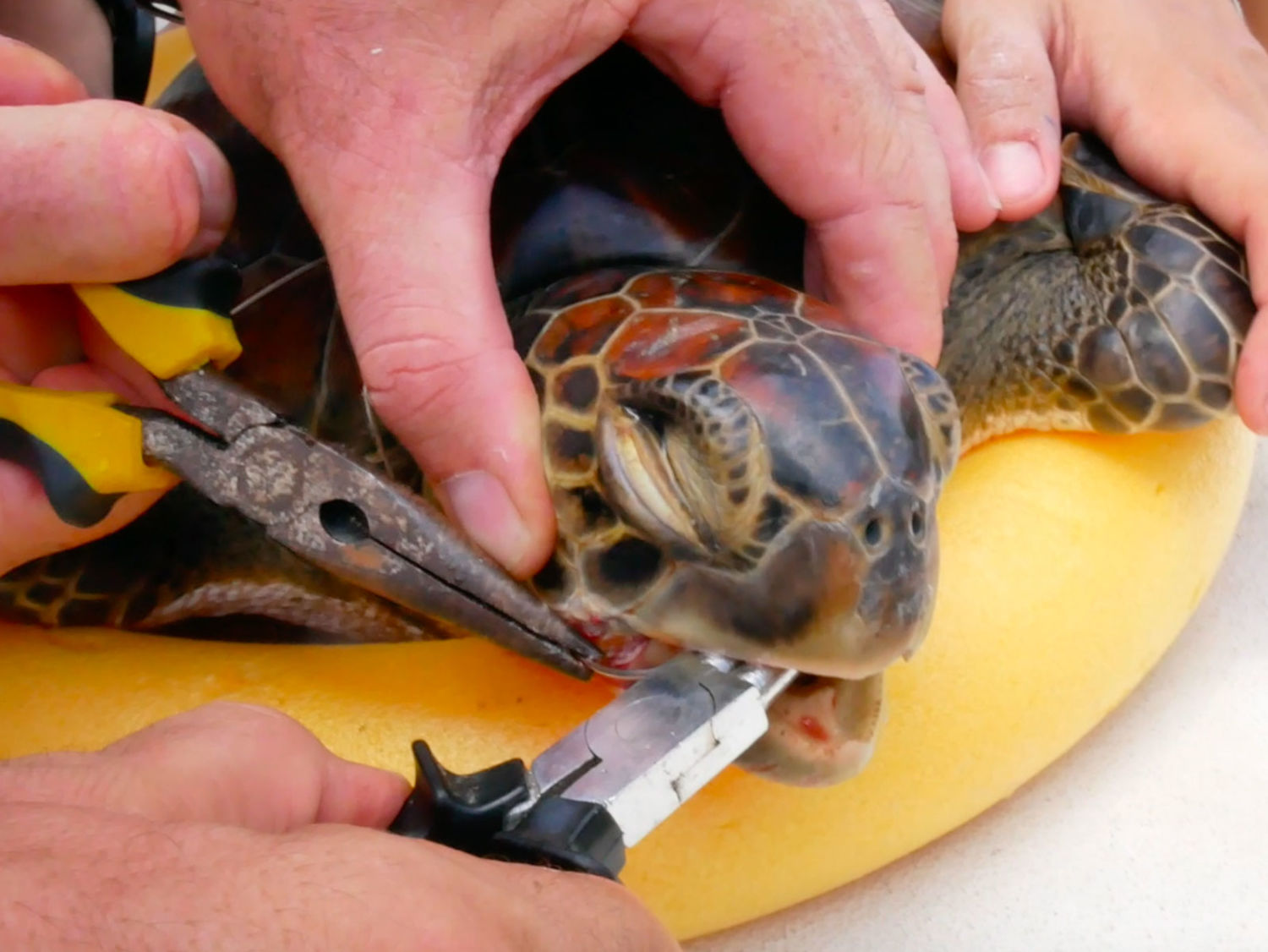 Fishing Hook Removed from Sea Turtle’s Beak - Monaco Explorations